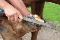 PFERD TOOLS 13180351 Hoefrasp Lengte 350 mm 1 stuk(s) - thumbnail