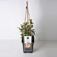 Klimroos (rosa "Compassion"®) - thumbnail