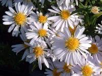 Aster - thumbnail