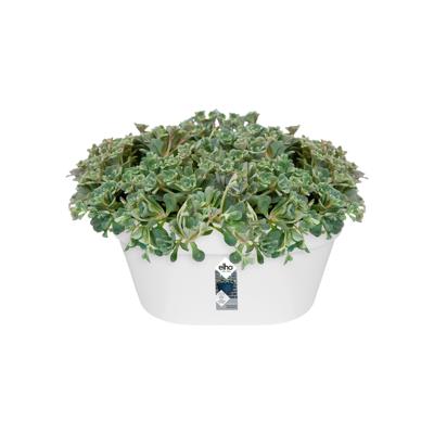 Elho wandbak loft urban 40cm wit