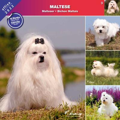 Maltezer Kalender 2021