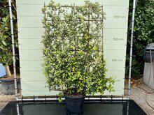 Quercus Ilex Espalier - Leischerm- hoogte 230 cm Quercus Ilex Espalier - Leischerm- hoogte 230 cm