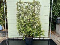 Quercus Ilex Espalier - Leischerm- hoogte 230 cm - thumbnail