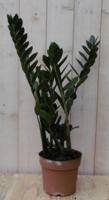 Zamioculcas 60 cm kamerplant Warentuin Natuurlijk - Warentuin natuurlijk - thumbnail