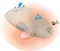 DermaPlast Effect te snijden 65 x 90mm 3 Stuks - thumbnail