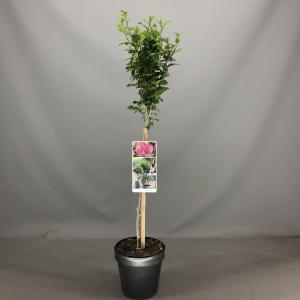 Hibiscus syriacus Magenta Chiffon op stam - 3 stuks