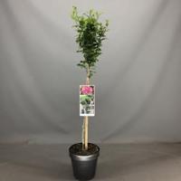 Hibiscus syriacus Magenta Chiffon op stam - 3 stuks - thumbnail