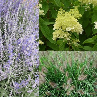 Borderpakket heesters en gras