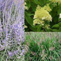 Borderpakket heesters en gras - thumbnail