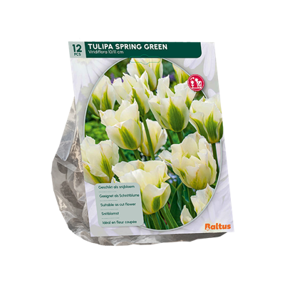 Tulp