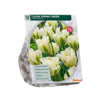 Tulp - thumbnail