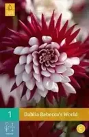 Dahlia Rebeccas world - thumbnail