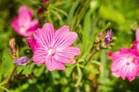 Griekse Malva - thumbnail