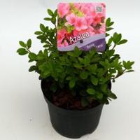 Rododendron (Rhododendron Japonica "Anne Frank") heester - 15-20 cm - 8 stuks - thumbnail