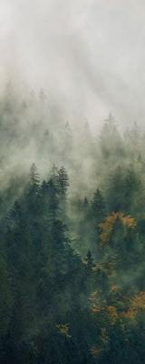Noordwand Komar Pure Fotobehang Tales of the Carpathians - PSH036-VD1