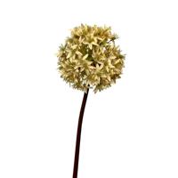 Roberts Collection Kunstbloem allium bol 60cm creme - thumbnail