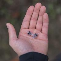 OXFORD oordopjes "filter buds". hearing protection filter buds regular fit - thumbnail