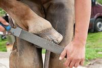PFERD TOOLS 13180351 Hoefrasp Lengte 350 mm 1 stuk(s) - thumbnail