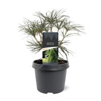 Japanse parasolboom - thumbnail