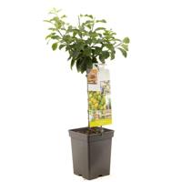 Pruimenboom (prunus domestica "Ontario") fruitbomen - thumbnail