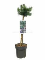 Dwerglarix - thumbnail