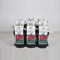 Engelse roos (rosa "Munstead Wood"®) - thumbnail