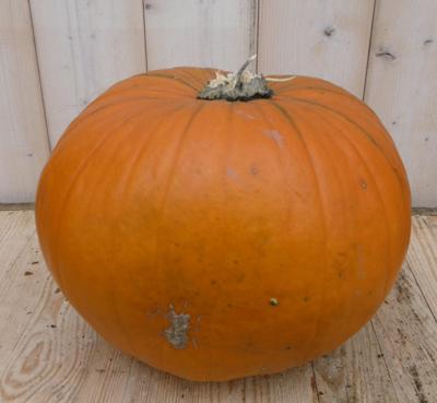 Pompoen 30 tot 40 cm Cucurbita Warentuin Natuurlijk - Warentuin natuurlijk