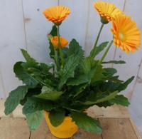 Gerbera Patio Geel/Oranje in grote pot Warentuin Natuurlijk - Warentuin natuurlijk - thumbnail