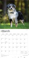 Australian Shepherd Kalender 2026 - thumbnail