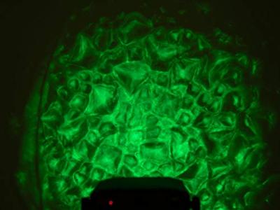 Eurolite LED WF-30 Water Effect - thumbnail