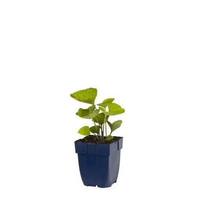 Brunnera macrophylla vaste plant Griffioen - Griffioen Brunnera macrophylla vaste plant Griffioen - Griffioen