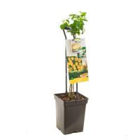 Framboos Rubus idaeus Fallgold struik - thumbnail