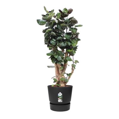 Elho greenville 47 living black