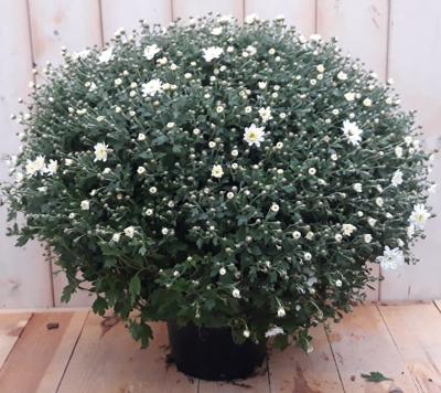 Bol Chrysant wit Warentuin Natuurlijk - Warentuin natuurlijk