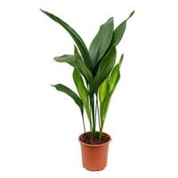 Aspidistra elatior S kamerplant - thumbnail