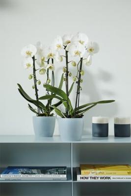 Brussels orchidee bloempot 12,5 cm transparant elho - Elho