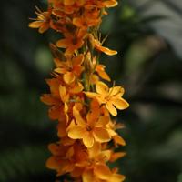 Eremurus Kunsttak 110cm Oranje - thumbnail
