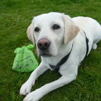 Eco Green Living Composteerbare hondenpoepzakjes - 4 x 15 stuks - thumbnail