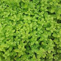 Oregano zaden Marjolein Origanum BIO - thumbnail