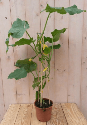 Komkommerplant GROOT plukplant Cucumis Warentuin Natuurlijk - Warentuin natuurlijk