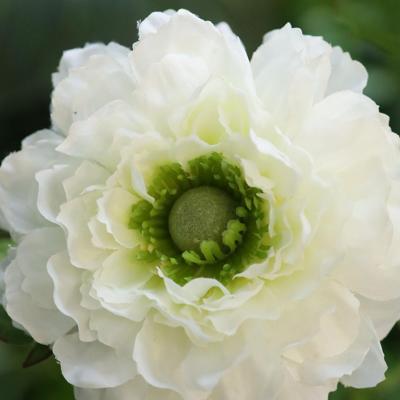 Ranonkel Kunsttak 46cm Creme