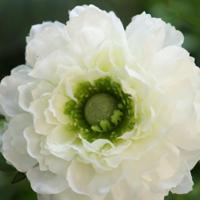 Ranonkel Kunsttak 46cm Creme - thumbnail