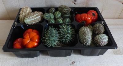 Herfst decoratie decoratief fruit herfst verschillende soorten Warentuin Natuurlijk - Warentuin natuurlijk