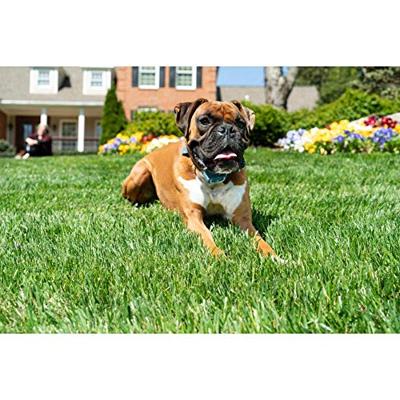 PETSAFE SPRAYTRAINER MET AFSTANDSBEDIENING - thumbnail