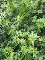 Japanse esdoorn - thumbnail