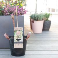 Vitis Vinifera Bianca - Druivenstruik - P13 - thumbnail