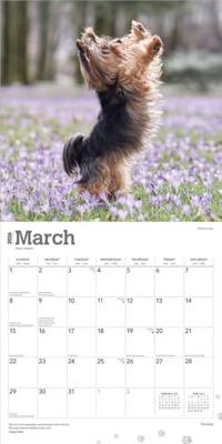 Yorkshire Terrier Kalender 2026 Yorkshire Terrier Kalender 2026