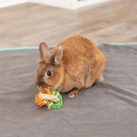 Kauwspeelgoed voor honden Trixie Ø 6 × 15 CM - thumbnail