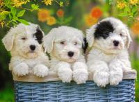 Ravensburger Ravensburger puzzel Schattige puppies - 200 stukjes - thumbnail