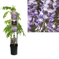 Blauwe regen (Wisteria Sinensis "Prolific") klimplant 120 cm - thumbnail